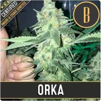 Orka feminized