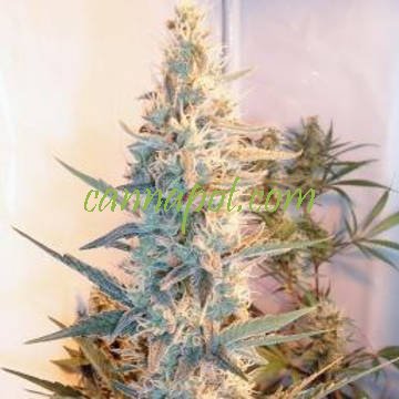 Outdoor Grapefruit female - zum Schließen ins Bild klicken