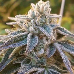 Ein allgemeines Bild