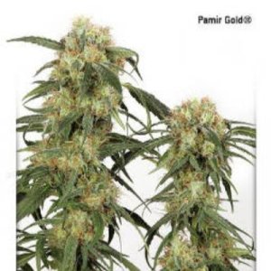 (image for) Pamir Gold