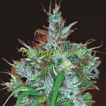 Panama Haze - zum Schließen ins Bild klicken