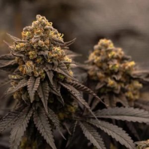 (Bild für) Papayton fem