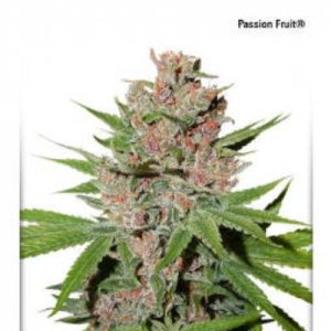 (image pour) Passion Fruit