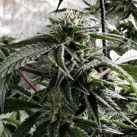 (Bild für) Passion Fruit Hashplant