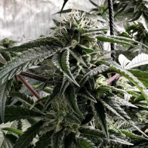 (Bild für) Passion Fruit Hashplant
