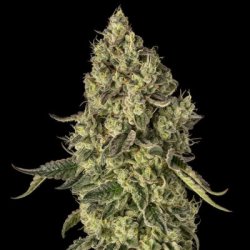 Ein allgemeines Bild