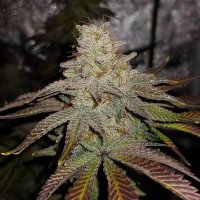 (imagen para) Peach Hashplant