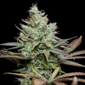 (Bild für) Pennywise