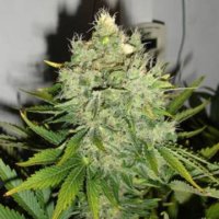 Pepperjack Haze fem Pepperjack Haze fem