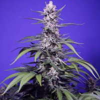 (imagen para) Permanent Marker XL Auto fem