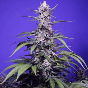 (image pour) Permanent Marker XL Auto fem