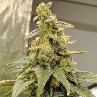 Peyote Zkittlez female