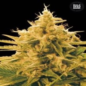 (imagen para) Ananas Funk female
