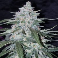 Pineapple Express Auto fem