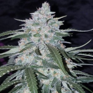 Pineapple Express Auto fem