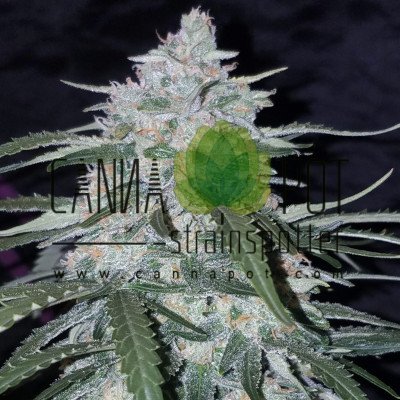 Pineapple Express Auto fem - zum Schließen ins Bild klicken