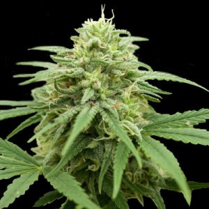 (Bild für) Pineapple Express #2 5 fem