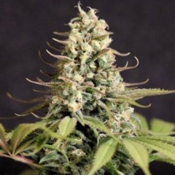 Ein allgemeines Bild