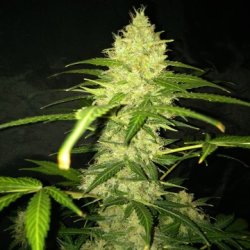 Ein allgemeines Bild