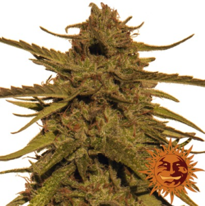 (imagen para) Pineapple Haze regular