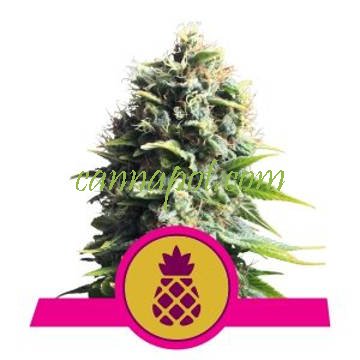 Pineapple Kush feminized - zum Schließen ins Bild klicken