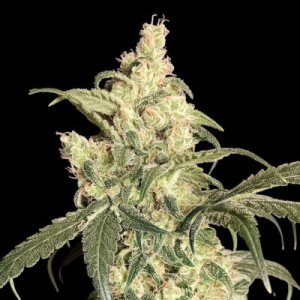 (image for) Pineapple Mango Banana