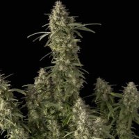 (Bild für) Pineapple OG Auto female