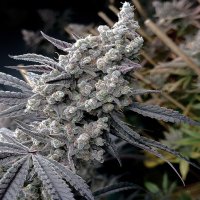 (imagen para) Pineapple Pucker