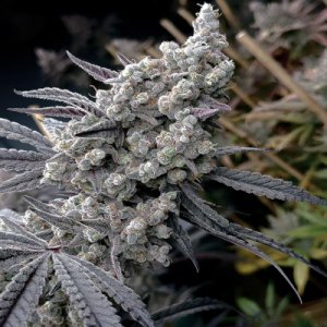 (Bild für) Pineapple Pucker