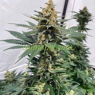 Cinderella Pineapple XX female - zum Schließen ins Bild klicken