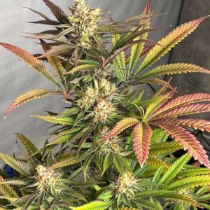 (Bild für) Pink Crumble fem