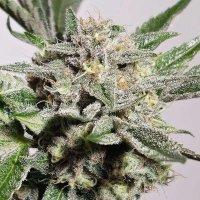 (Bild für) Pink Fritter 6 fem