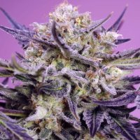 (imagen para) Pink Guava F1 Fast Version fem