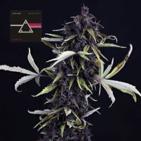 (image pour) Pink Kush CBD Auto 30:1 female