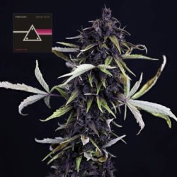 Ein allgemeines Bild