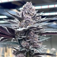 (imagen para) Pink Milk