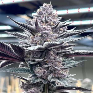 (Bild für) Pink Milk