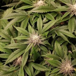 Ein allgemeines Bild