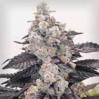 (Bild für) Pink Sherbert fem