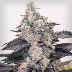 Ein allgemeines Bild