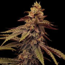 Ein allgemeines Bild