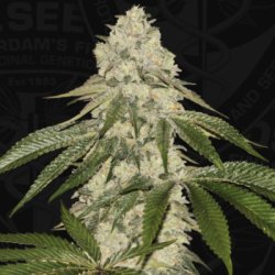 Ein allgemeines Bild