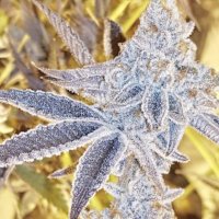 (Bild für) Platinum Dosi