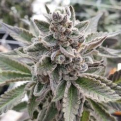 Ein allgemeines Bild