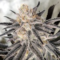 (Bild für) Platinum Gorilla