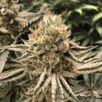 (Bild für) Platinum Jelly