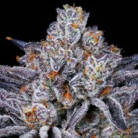 (Bild für) Platinum Kush Breath