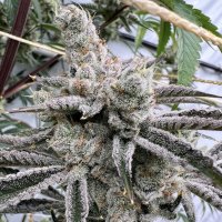 (Bild für) Platinum Valley