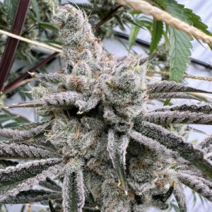 (Bild für) Platinum Valley