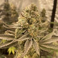 (Bild für) PlatinumZ